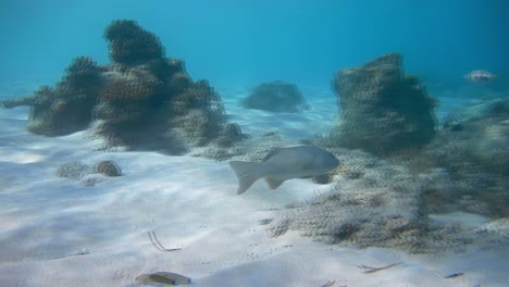 una escena durante el buceo en un arrecife de coral, un pez nadando por encima del fondo marino arenoso