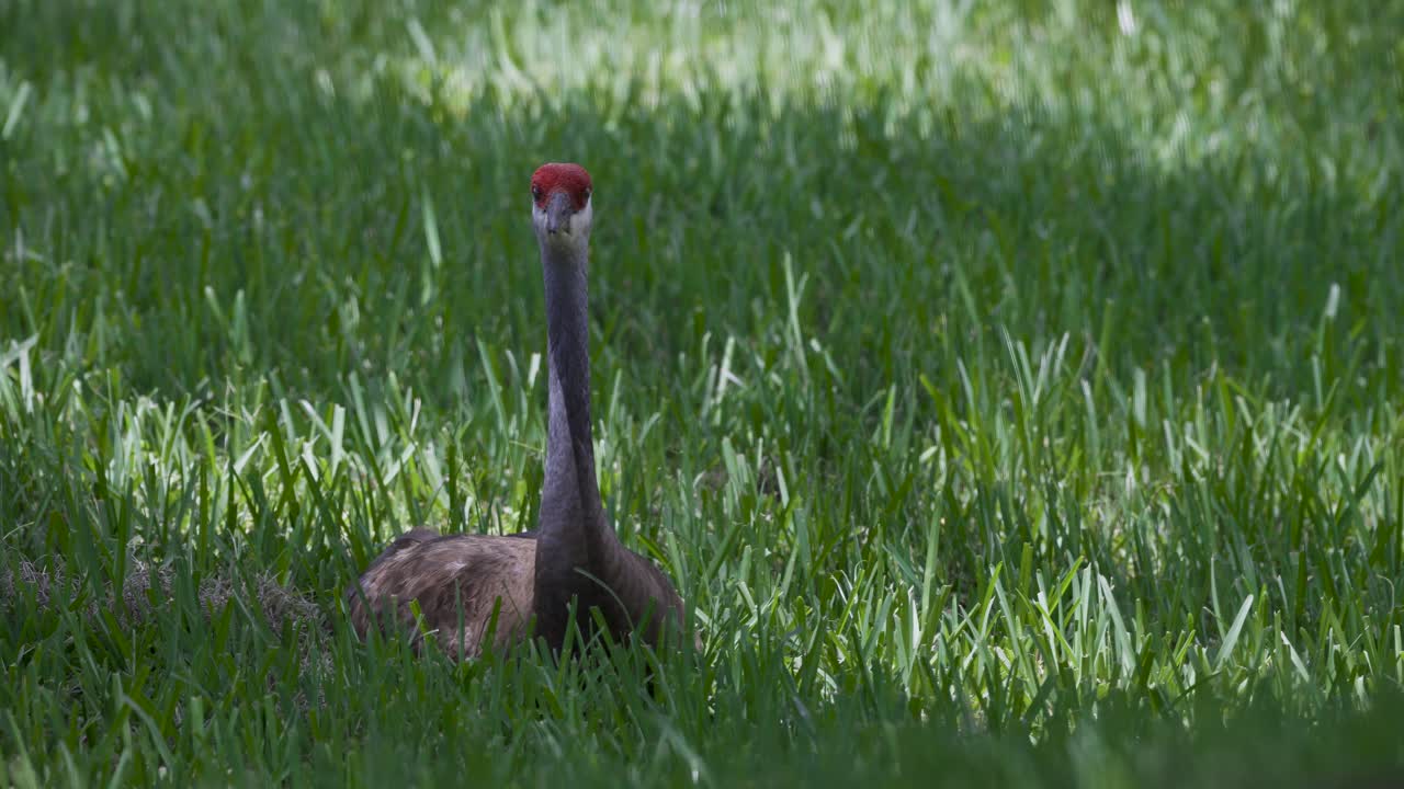 A sandhill crane stands alert in tall green grass with soft dappled sunlight filtering through