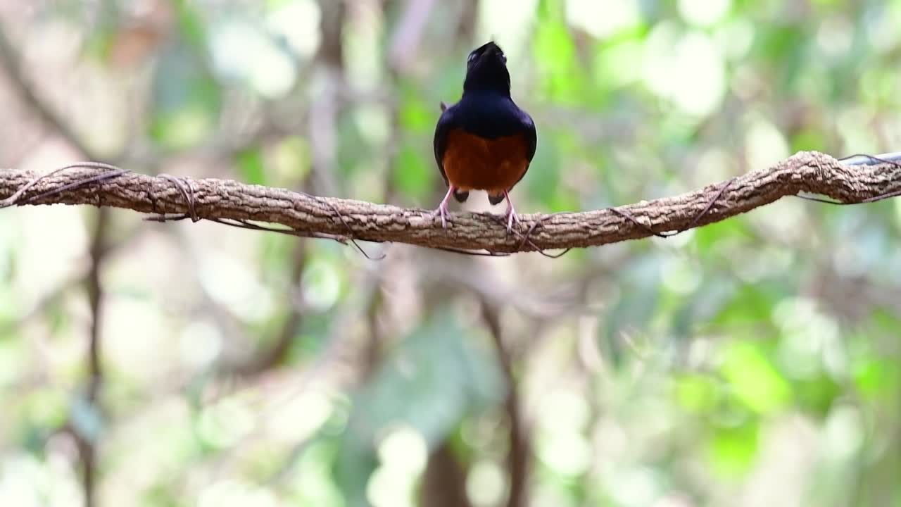 shama de rabadilla blanca encaramado en una vid con fondo bokeo del bosque, copsychus malabaricus, en cámara lenta