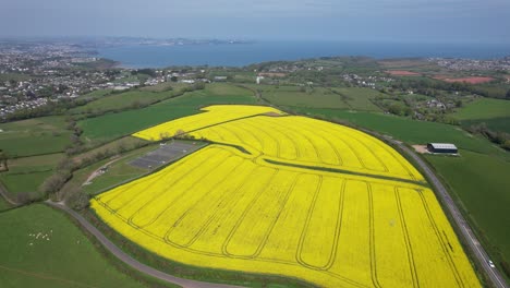 Rapsfeld-Devon-Uk-Küste-Im-Hintergrund-Drohne-Luftaufnahme