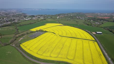 campo de colza devon costa del reino unido en el fondo vista aérea de drones