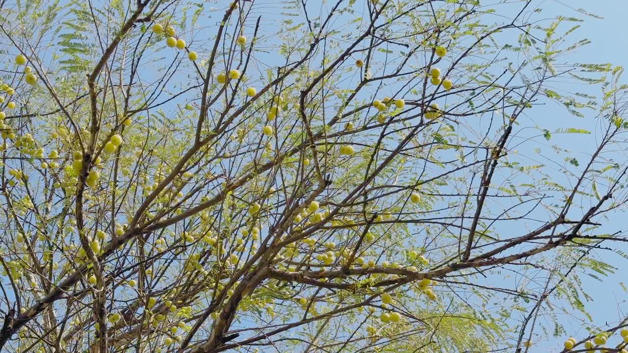 Bredt utsyn over et amla-tre fylt med runde, gule frukter og tynne, fjæraktige blader som svaier mykt mot en klar, blå himmel, og som fanger treets luftige og livlige tekstur