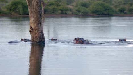 hippos in water near a tree trunk