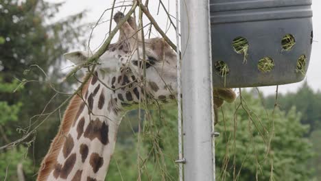 Giraffe-In-Gefangenschaft-Frisst-Vegetation-Aus-Löchern-In-Einer-Plastiktrommel