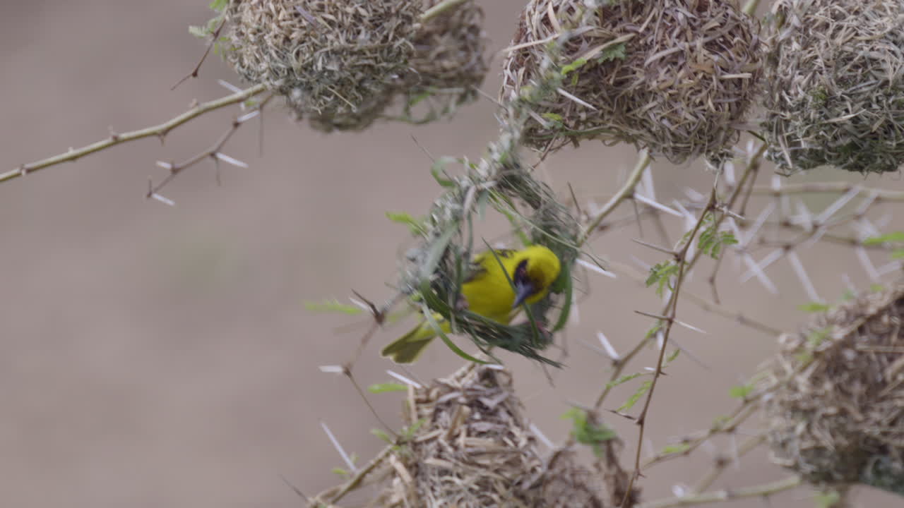 Village weaver (Ploceus cucullatus) in the first stage of weaving his nest,