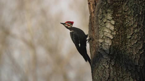 pileated woodpecker on tree winter