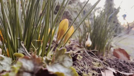 Pequeño-Brote-Amarillo-Que-Sale-Del-Suelo-En-Primavera-Con-Otra-Pequeña-Planta-Detrás