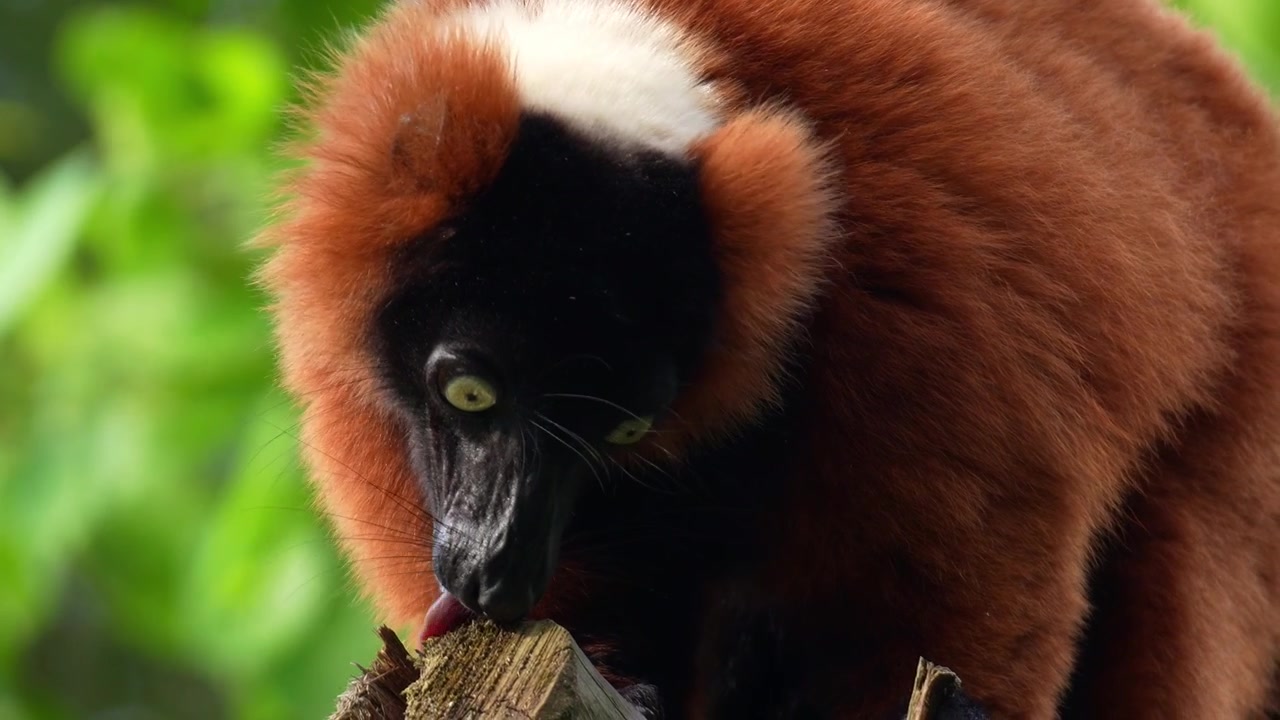 Un lemure vari rosso (Varecia rubra) con un caratteristico muso nero e pelliccia rosso ruggine, lecca il legno, in primo piano.