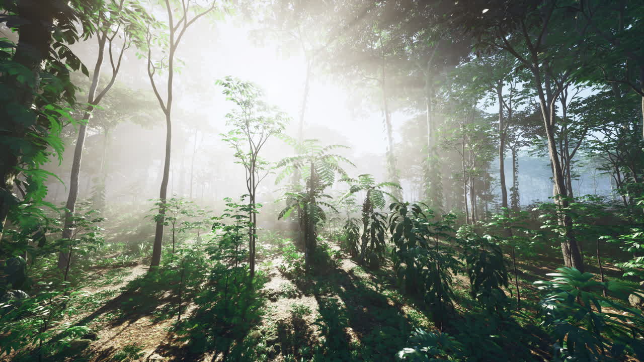 빛이 울창한 숲을 가로질러 필터링