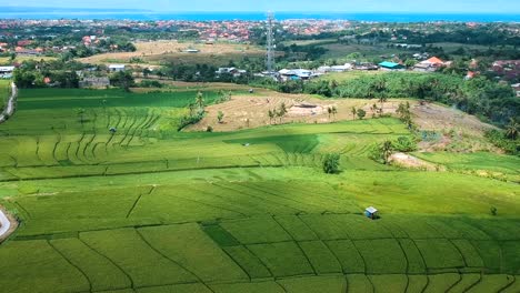 Reveal-drone-shot-of-rice-terraces-in-bali,-Indonesia