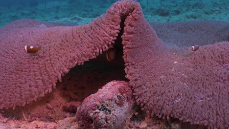 anemonefishes de silla de montar escondidos detrás de una gran anémona de mar, primer plano
