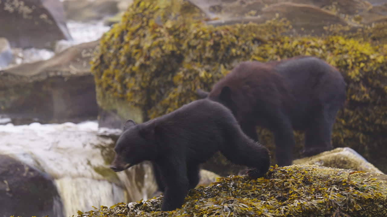 Orso nero lungo il fiume nella Columbia Britannica, alla ricerca di salmone di cui nutrirsi prima di andare in letargo per l'inverno
