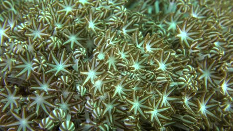 Xenia-soft-corals-pulsating-close-up-macro-shot-on-coral-reef