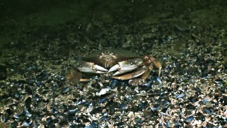 a fish watches a crab eat