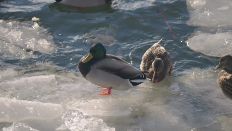 patos machos y hembras parados en el estanque cubierto de hielo - cámara lenta