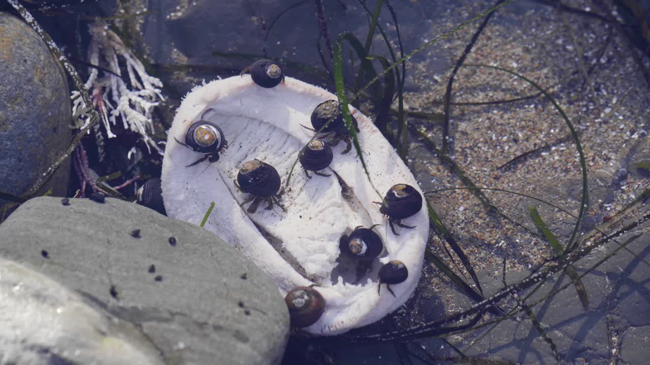un grupo de cangrejos comiendo en una piscina de marea poco profunda en el norte de california