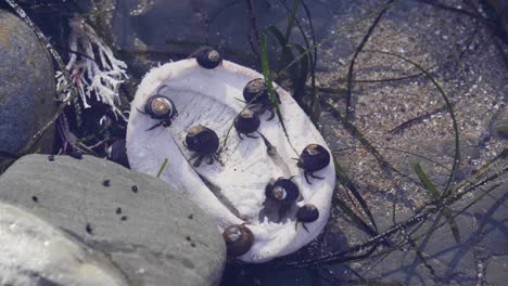 Un-Grupo-De-Cangrejos-Comiendo-En-Una-Piscina-De-Marea-Poco-Profunda-En-El-Norte-De-California