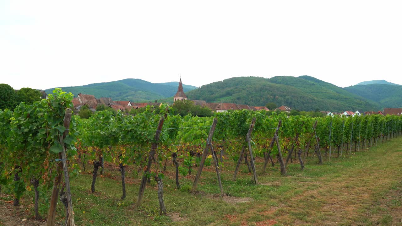Vigneti vicino al villaggio di Kayserberg a Colmar con una chiesa in lontananza