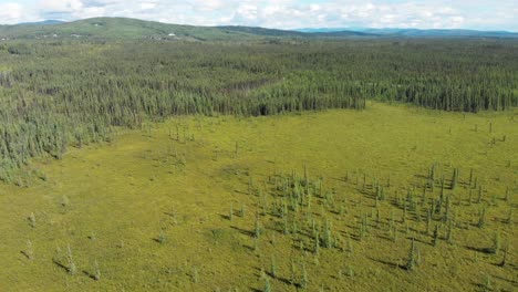 4k drone video of summer wilderness forest near fairbanks, alaska