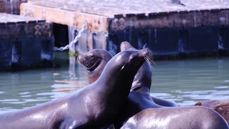 a lively group of sea lions is basking in the warm sun at the harbor showcasing their vibrant and a lively group of sea lions is basking in the warm sun at the harbor showcasing their vibrant and playful nature