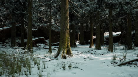 snowy forest path