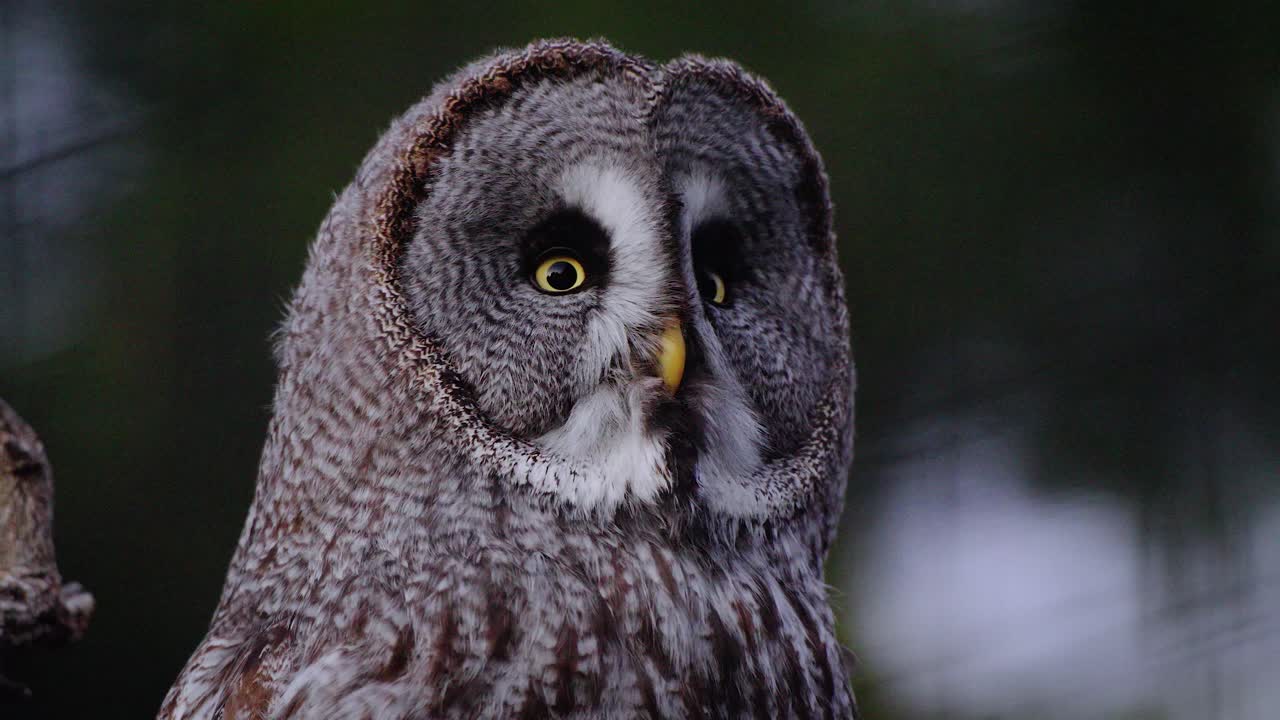 큰 회색 올빼미가 미친 듯이 모든 것을 둘러보고 있는 정적인 장면