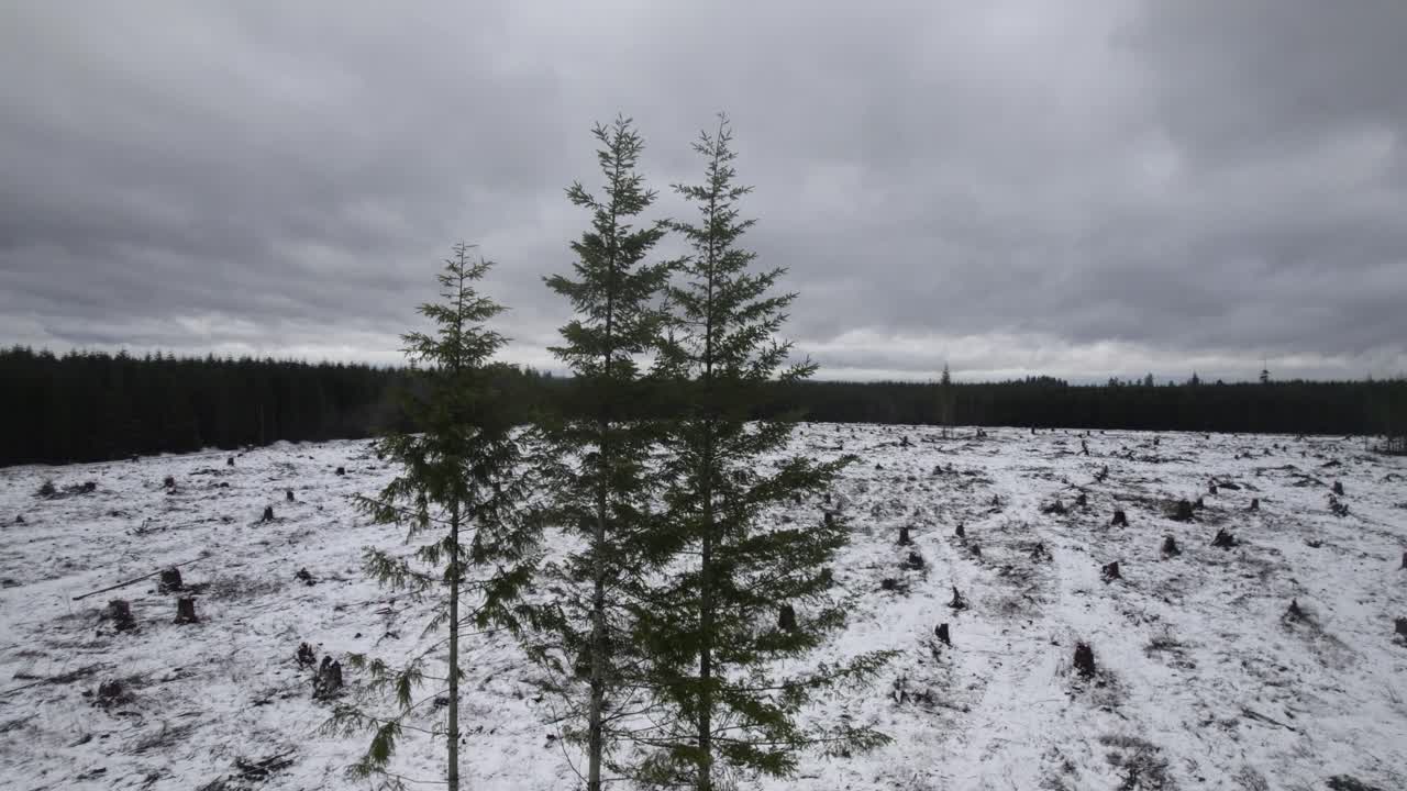 órbita aérea rápida de un solo stand de árboles de hoja perenne en el medio de un área despejada, tierra cubierta de nieve