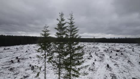 Fast-aerial-orbit-of-a-lone-stand-of-evergreen-trees-in-the-middle-of-a-clear-cut-area,-snow-covered-ground