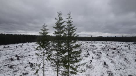 fast aerial orbit of a lone stand of evergreen trees in the middle of a clear-cut area, snow covered ground