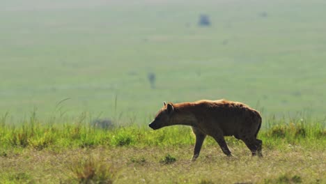 hyena walking across grassland in lush landscape across the savannah, african wildlife in maasai mara national reserve, kenya, africa safari animals