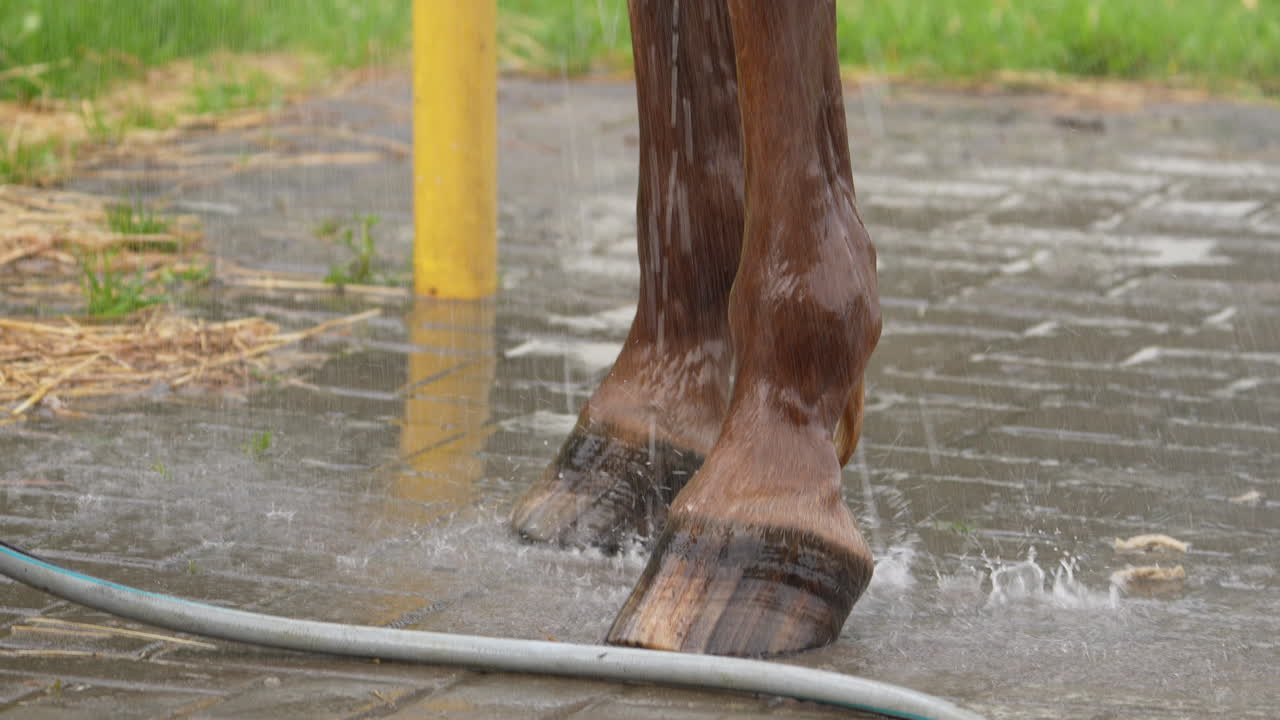 primer plano de las patas de un caballo siendo lavadas con agua, destacando el salpico contra las patas marrones del caballo