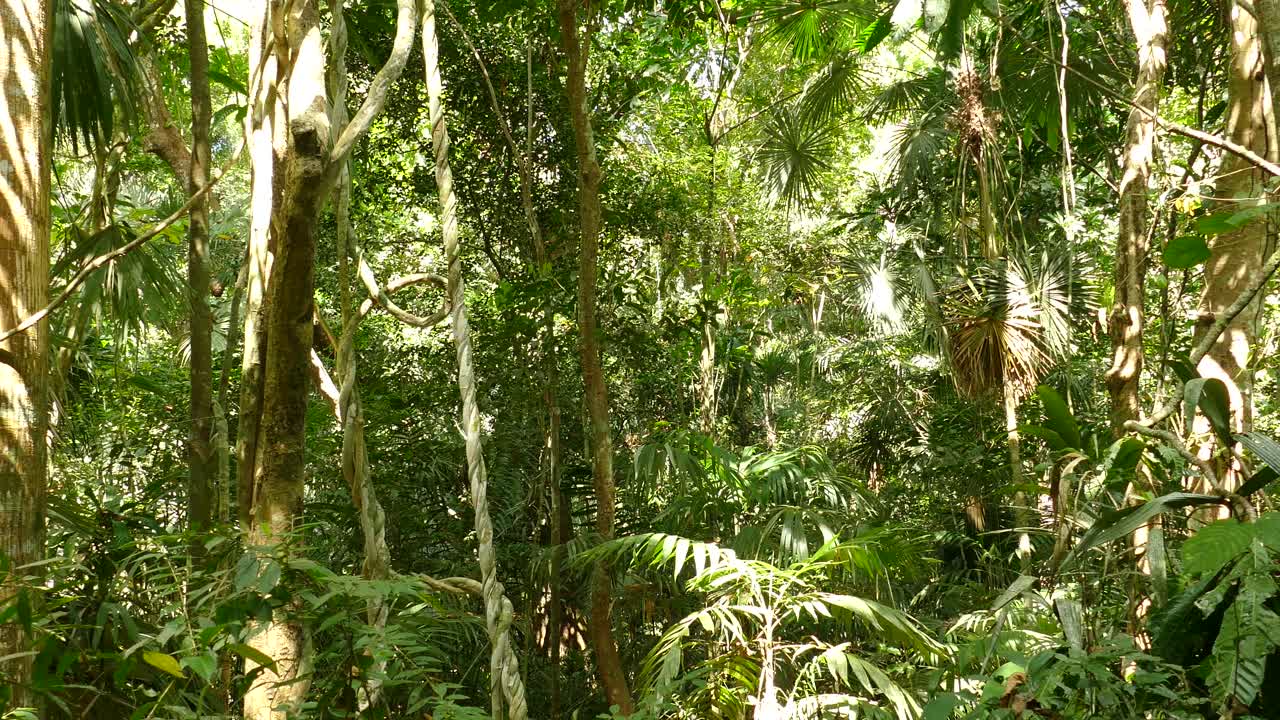 Panoramica di una giungla verde con piante, palme e diverse specie di foglie durante una soleggiata giornata estiva