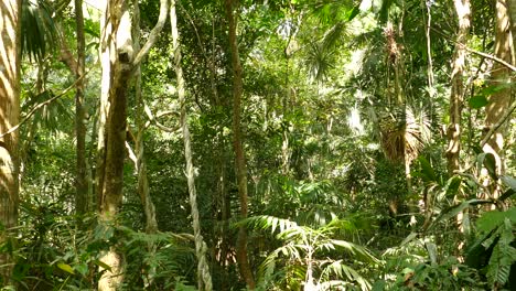toma panorámica de la jungla verde con plantas, palmeras y diferentes especies de hojas durante el soleado día de verano