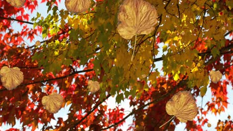 animación de las hojas de otoño que caen contra la vista de los árboles y el cielo