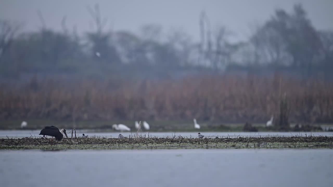 겨울-1 아침에 습지에서 낚시하는 털북숭이 황새