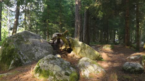 Stone-and-Threes-in-a-Norwegian-forest