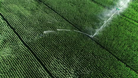sistema de riego agrícola que riega un campo de maíz verde.