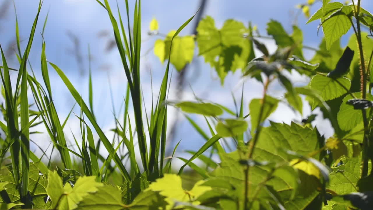 화창한 여름날 바람이 덩굴나무와 키 큰 풀 사이로 불어온다