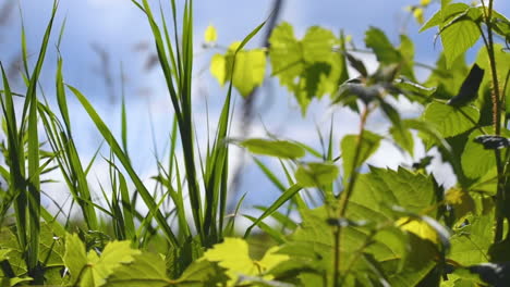 The-wind-blows-through-a-bramble-of-vines-and-tall-grass-on-a-sunny,-summer-day