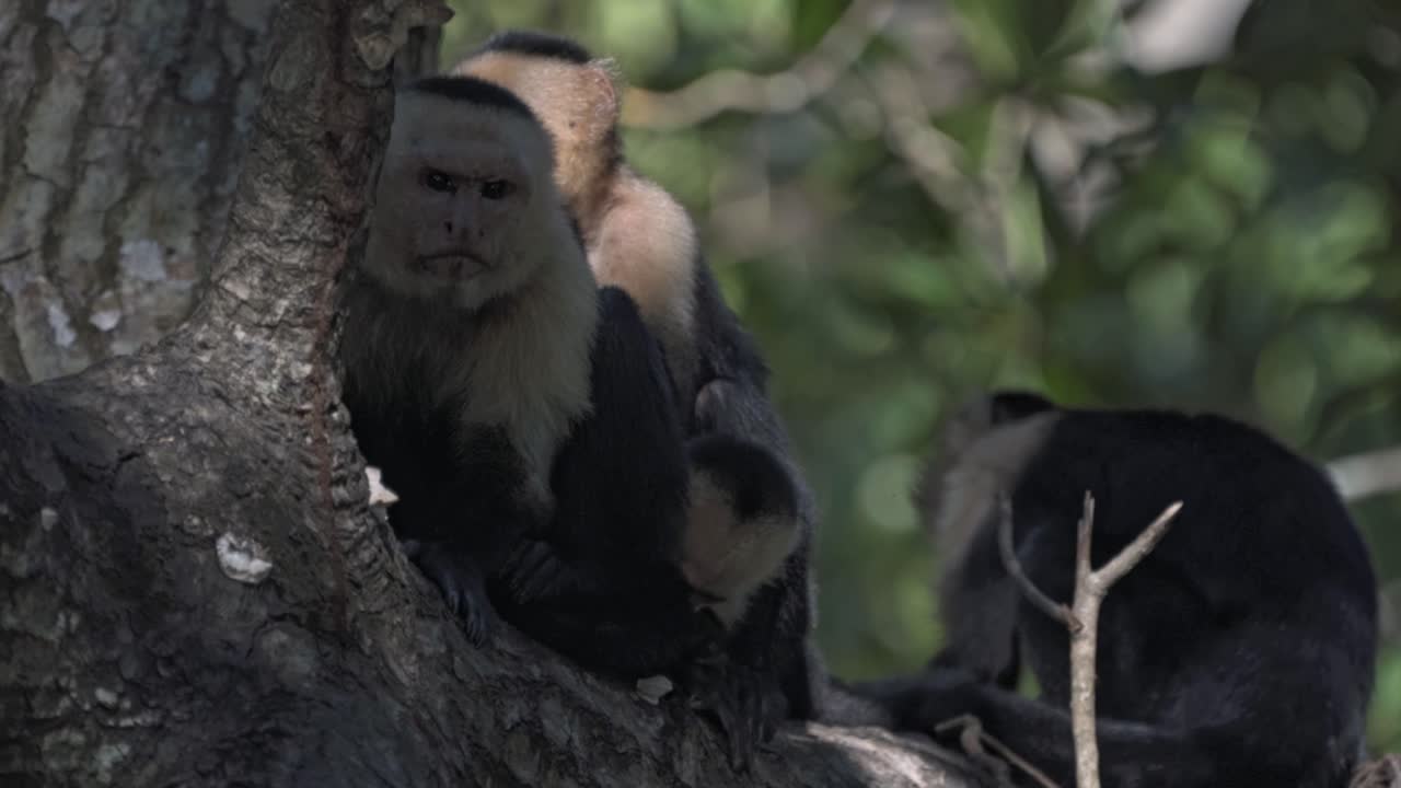A group of three White-faced Capuchin monkeys (Cebus capucinus) is huddled together on a branch high in the canopy of the rainforest
