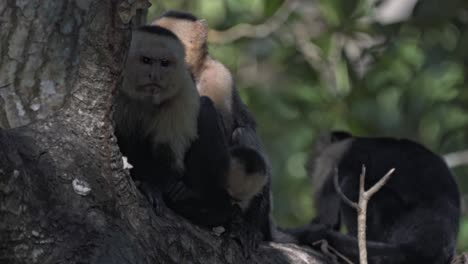 a group of three white-faced capuchin monkeys (cebus capucinus) is huddled together on a branch high in the canopy of the rainforest