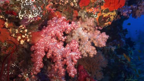 soft corals along coral reef wall drifting along while filming