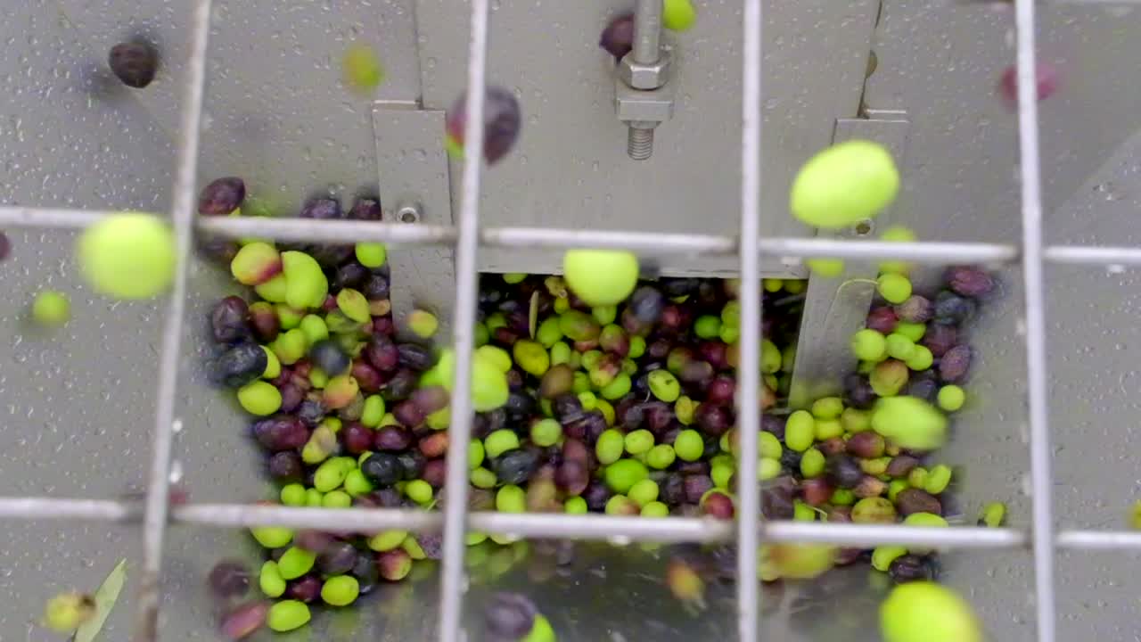 verter aceitunas en la máquina en la fábrica de aceite de oliva