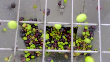 pouring olives into machine at olive oil factory