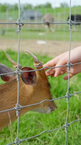 vertical view of a reeves's muntjac (muntiacus reevesi), chinese muntjac inside the enclosure. close-up shot