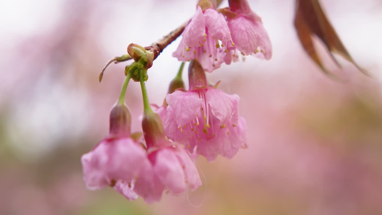 아름다운 분홍색 체리 꽃