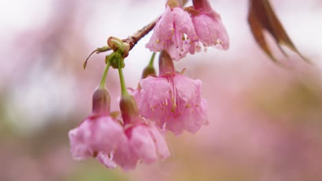 prachtige roze kersenbloesems