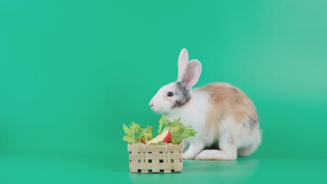 el conejo de patrón marrón claro come verduras y frutas como la manzana en la canasta y se queda en la pantalla verde