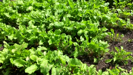 Beetroot-plants-growing-in-rows-in-a-nursery