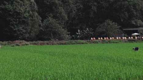 farmers tending to a lush green rice field